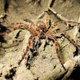 Illustration for article titled This Is Why Spider Monogamy Is Terrifying